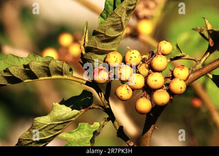 Belle piante e fiori all'aperto in giardino in una giornata di sole caldo. Fico del diavolo gigante, Solanum Chrysotrichum Schltdl. Foto Stock