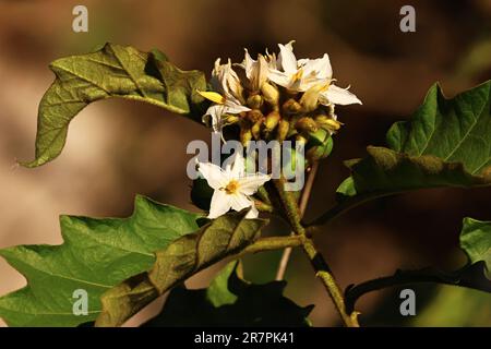 Belle piante e fiori all'aperto in giardino in una giornata di sole caldo, girato da vicino in macro. Fico del diavolo gigante, Solanum Chrysotrichum Schltdl. Foto Stock