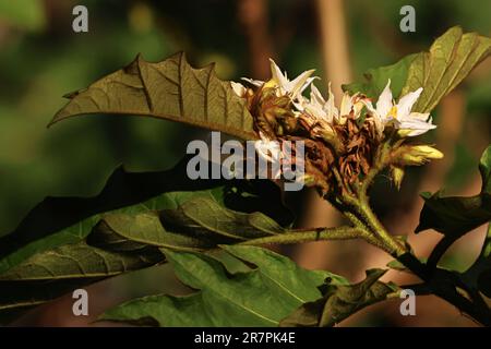 Belle piante e fiori all'aperto in giardino in una giornata di sole caldo, girato da vicino in macro. Fico del diavolo gigante, Solanum Chrysotrichum Schltdl. Foto Stock