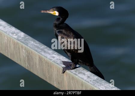 Colonia, Germania. 17th giugno, 2023. Un cormorano siede sul Ponte Hohenzollern al sole del mattino. Credit: Henning Kaiser/dpa/Alamy Live News Foto Stock