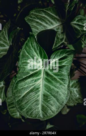 Nefitite tricolore, podophyllum di Syngonium, foglie verdi a forma di cuore, primi piani delle foglie splendidamente modellati, toni scuri drammatici, macrofotografia di un hous Foto Stock