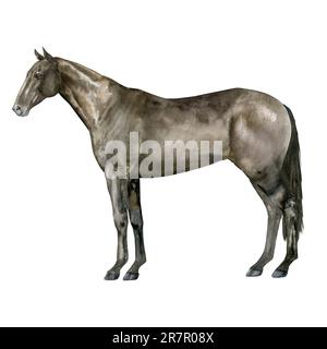 Illustrazione ad acquerello di un cavallo inglese della baia di purosangue. Isolato. Per stampe sul tema dell'equitazione, degli sport equestri e delle corse ippiche Foto Stock