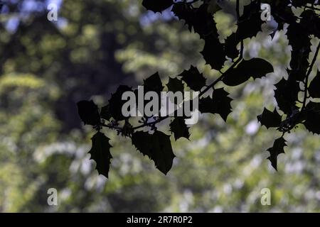 Silhouette di foglie di holly su un cespuglio di aquifolium Ilex in una giornata di sole in una foresta londinese con uno sfondo sfocato Foto Stock