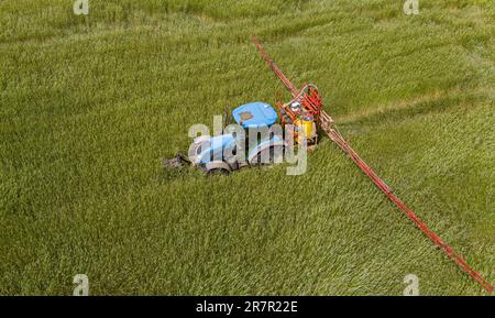 Trattore irrorazione di pesticidi su giacimenti di avena con irroratrice a molla Foto Stock