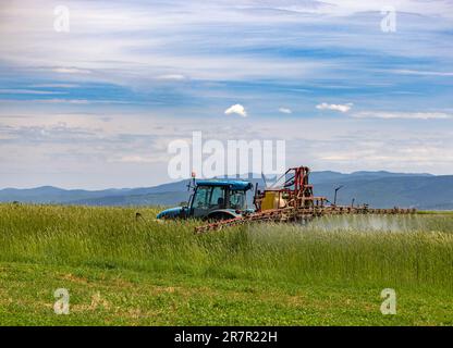 Spruzzatrice che lavora sul campo di avena verde Foto Stock