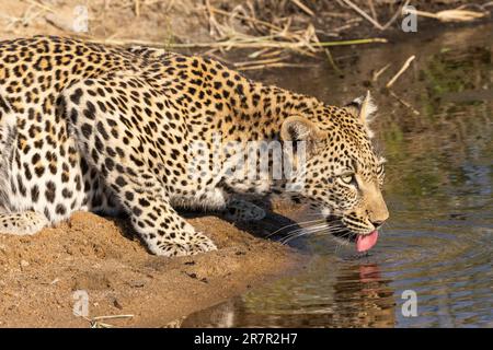 Leopardo che beve alla pozza d'acqua del Kruger National Park in Sudafrica Foto Stock