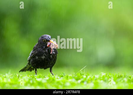 Uccello raccolta di cibo per pulcini in un prato sotto la pioggia. Blackbird, Turdus merula. Foto Stock