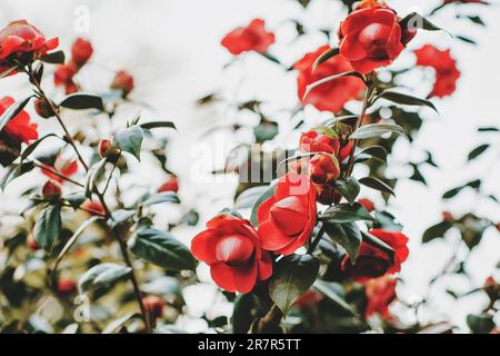 Bella tenera fioritura di fiori rossi camelia in giardino primaverile Foto Stock