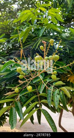 Frutto di longan crudo su un albero di longan con sfondo sfocato Foto Stock