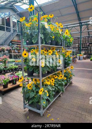 Carrello d'asta contenente girasoli destinati ad un centro giardino Foto Stock