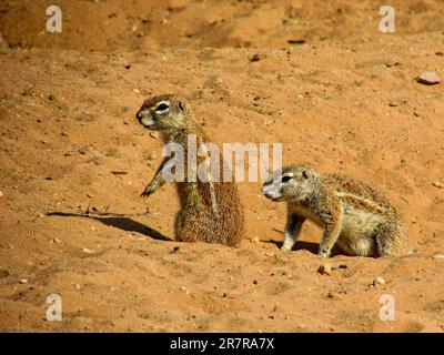 Due scoiattoli di terra, Xerus Inauris nelle sabbie rossastre del deserto di Kalahari, in Sudafrica. Foto Stock