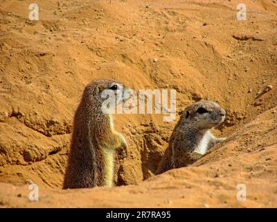 Due scoiattoli di terra sudafricani che guardano fuori dalla loro sepoltura nel deserto di Kalahari in Sudafrica Foto Stock
