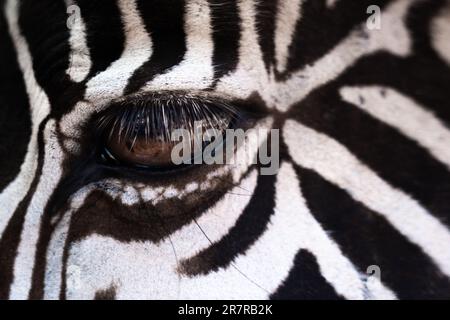 Primo piano dell'occhio ipnotizzante di una zebra, rivelando schemi intricati e accattivante bellezza nel cuore della natura selvaggia. Foto Stock