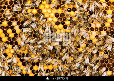 Ape su nido d'ape con fettine di miele nettare in cellule. La struttura esagonale astratta è a nido d'ape dall'alveare riempito con miele dorato Foto Stock
