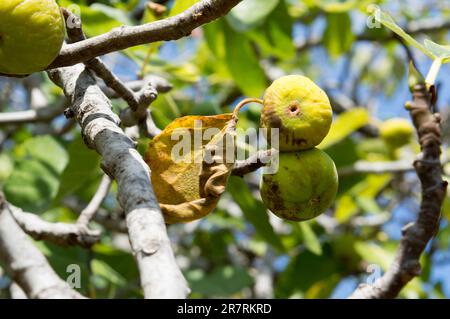 Fichi secchi sull'albero durante la siccità estiva, Ficus carica, coltivazione biologica presa in Dalmazia, Croazia Foto Stock