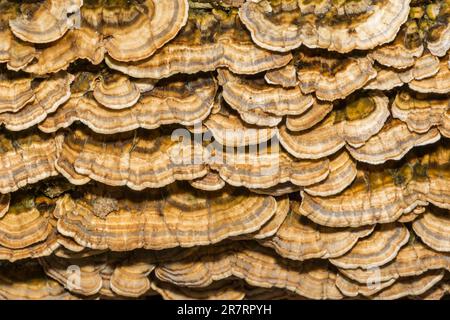 Funghi coda di tacchino - Trametes versicolor Foto Stock