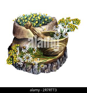 Erbe medicinali, camomilla e tansy. Mortaio in legno e sacco di lino con erbe farmaceutiche. Illustrazione disegnata a mano con acquerello. Composizione isolata Foto Stock