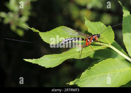 Sabre Wasp - Rhyssa persuasoria - Female Foto Stock