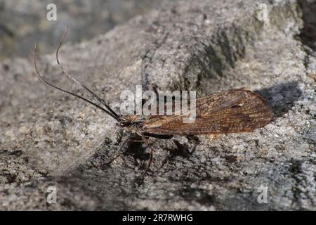 Caddisfly non identificata - Chew Reservoir, Saddleworth Moor, Regno Unito Foto Stock