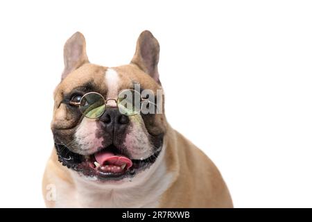 Graziosi occhiali da bulldog francesi isolati su sfondo bianco. pet e concetto animale Foto Stock