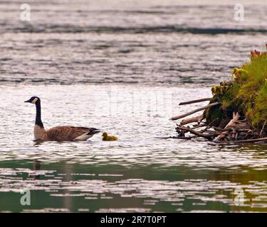 Baby Canada Goose gosings pulcini che ha covato sul castoro Lodge e ora lasciando il nido. I neonati sono protetti da entrambi i genitori nel loro ambiente Foto Stock