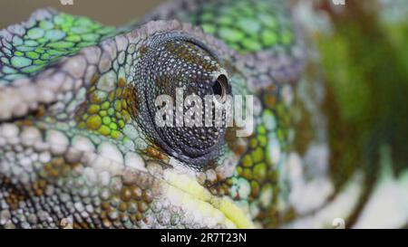 Ritratto estremo, l'occhio del camaleonte ruota intorno. Panther chameleon (Furcifer pardalis), Odessa, Ucraina Foto Stock