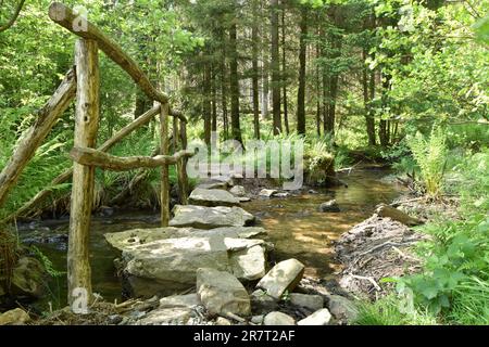Il Traunbach nel Parco Nazionale di Hunsrueck-Hochwald, con una traversata quasi naturale per escursionisti, Renania-Palatinato, Germania, ruscello, estate, foresta Foto Stock