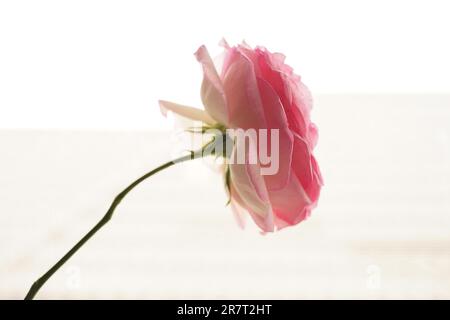 Rosa pallido fiore primo piano su sfondo bianco brillante. Foto Stock