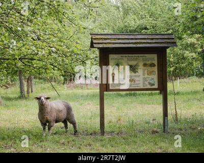 Firma come le api fanno il miele, nel prato orchard e pecore, Nord Reno-Westfalia, Germania Foto Stock