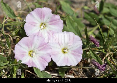 Campo di covata (Convolvulus arvensis), Meclemburgo-Pomerania occidentale, Germania Foto Stock