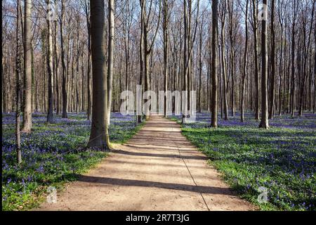 Percorso attraverso la foresta di faggi di rame (Fagus sylvatica) con bluebells fioriti blu (Hyacintoides non-scripta) Hallerbos, vicino Halle, provincia di Foto Stock