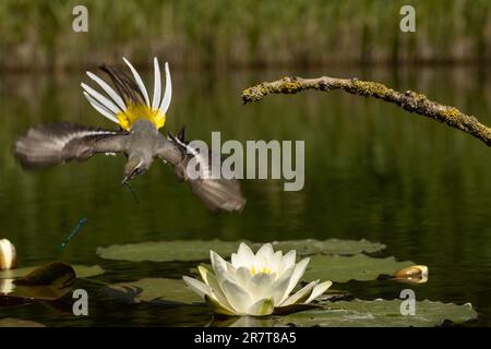 Vagone grigio (Motacilla cinerea) femmina che allattano giovani Foto Stock