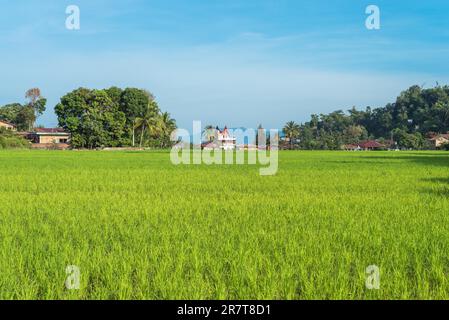 Campo di riso nel villaggio TukTuk Siadong. La coltivazione del riso sull'isola di Samosir è una delle principali fonti di cibo per la popolazione Batak del lago Toba on Foto Stock