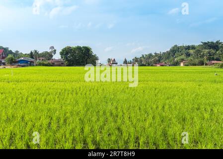 Campo di riso nel villaggio TukTuk Siadong. La coltivazione del riso sull'isola di Samosir è una delle principali fonti di cibo per la popolazione Batak del lago Toba on Foto Stock