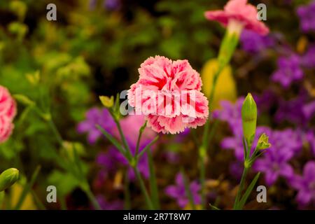 BBC Gardens, Birmingham, Regno Unito 2023 Foto Stock