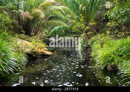 Piscina delle cascate del Tajor nel Parco Nazionale di Bako sul Borneo. È possibile e uscire, per nuotare in acqua minerale rossiccio-arancio nella giungla Foto Stock