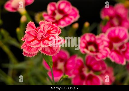 BBC Gardens, Birmingham, Regno Unito 2023 Foto Stock