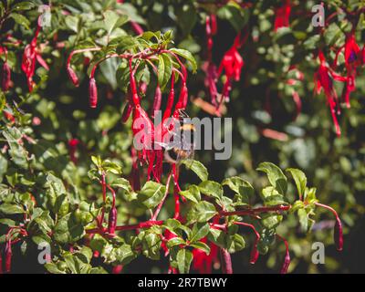 Un'ape che vola sui fiori Foto Stock