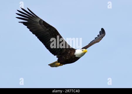 Aquila calva per adulti in volo, Parco Nazionale, Khutzeymateen Grizzly Bear Sanctuary, Prince Rupert, British Columbia, Canada Foto Stock