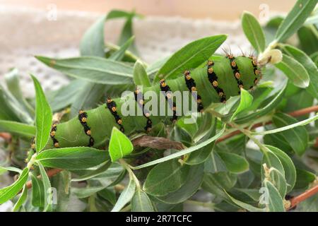 Allevamento di pilastri del piccolo pavone notturno (Saturnia pavonia), bruco 5th palco lunghezza 7 cm, su salice d'argento (Salix alba subsp. Foto Stock