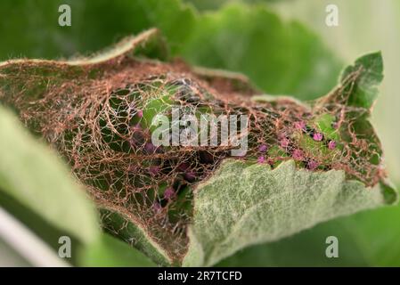 Allevamento di pilastri del piccolo pavone notturno (Saturnia pavonia), bozzolo incompiuto, su foglia di mela, bassa Sassonia, Germania Foto Stock