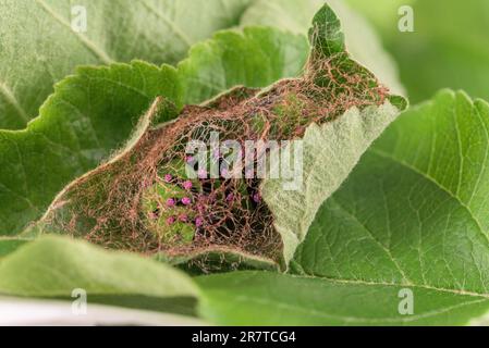 Allevamento di pilastri del piccolo pavone notturno (Saturnia pavonia), bozzolo incompiuto, su foglia di mela, bassa Sassonia, Germania Foto Stock