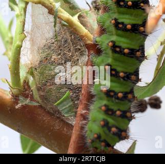 Allevamento di pilastri del piccolo pavone notturno (Saturnia pavonia), bruco 4th fase e bozzolo incompiuto, su salice d'argento (Salix alba Foto Stock