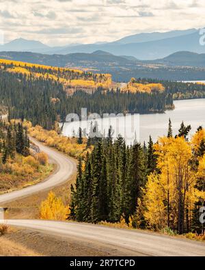 L'autunno nella Columbia Britannica settentrionale è pieno di toni gialli luminosi. Portato fuori da Atlin in autunno, settembre. Foto Stock