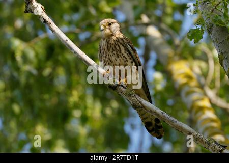 SAKER falcon (Falco cherrug), su un ramo, fauna selvatica, Burgenland, Austria Foto Stock