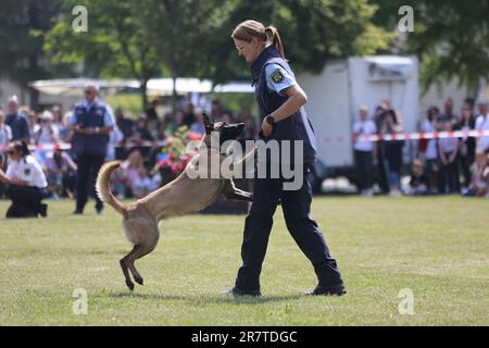 17 giugno 2023, Sassonia-Anhalt, Aschersleben: Un operatore di polizia mostra estratti dal suo lavoro con un cane di polizia sul terreno dell'Università di Scienze applicate di polizia. In occasione della giornata all'aperto presso l'Università di Scienze applicate della polizia, numerose offerte espositive e varie dimostrazioni emozionanti hanno dato uno sguardo dietro le quinte del lavoro della polizia. Ad un grande show tecnologico della polizia di stato, ad esempio, cannoni ad acqua, attrezzature del gruppo subacqueo, nonché una barca di polizia, il servizio di smaltimento esplosivo delle ordigni, la tecnologia radio direzionale e uno stand del wate Foto Stock