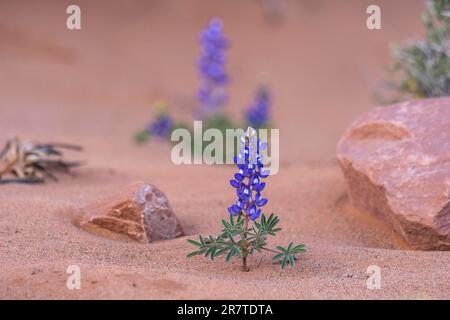 Lupino nana, lupino arrugginito, (Lupinus pusillus), Arches National Park, Utah, STATI UNITI Foto Stock