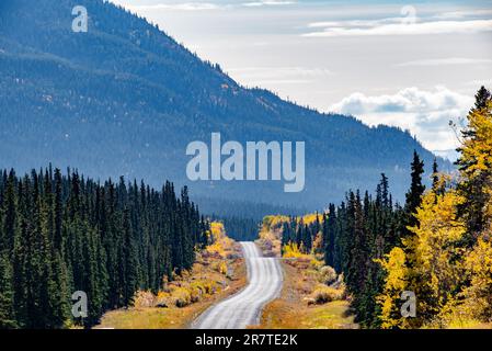 L'autunno nella Columbia Britannica settentrionale è pieno di toni gialli luminosi. Portato fuori da Atlin in autunno, settembre. Foto Stock