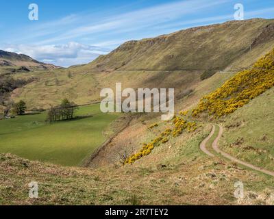 Strada a binario singolo e percorso sul campo ad est di Kilchoan, scopa blomstering, Scozia, Regno Unito Foto Stock