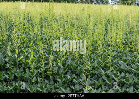 Three Oaks, Michigan, un erbaccia resistente agli erbicidi, Palmer amaranto, che cresce in un campo di soia. L'erbaccia ha sviluppato la resistenza al la maggior parte Foto Stock